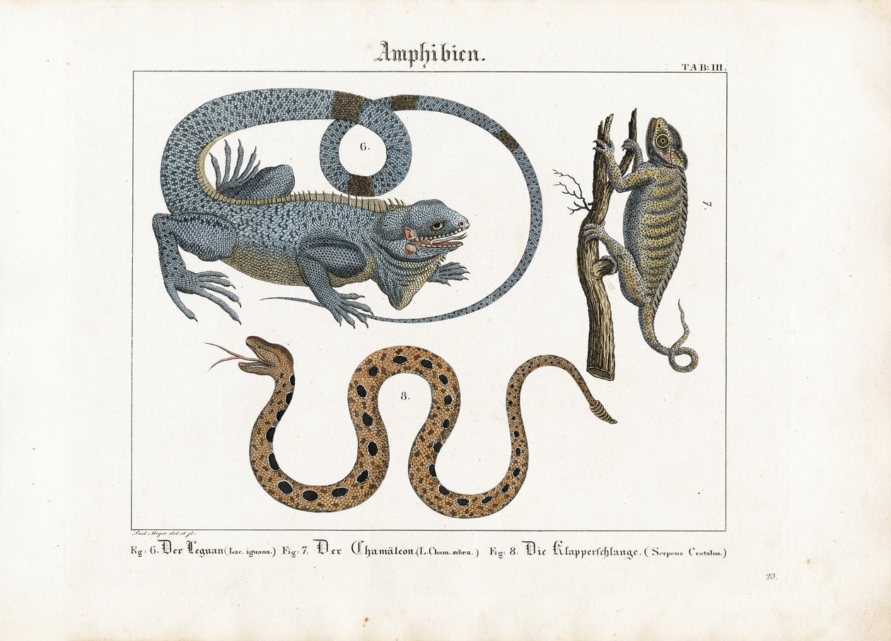 Iguana, Chameleon and Rattlesnake by Ludwig Meyer