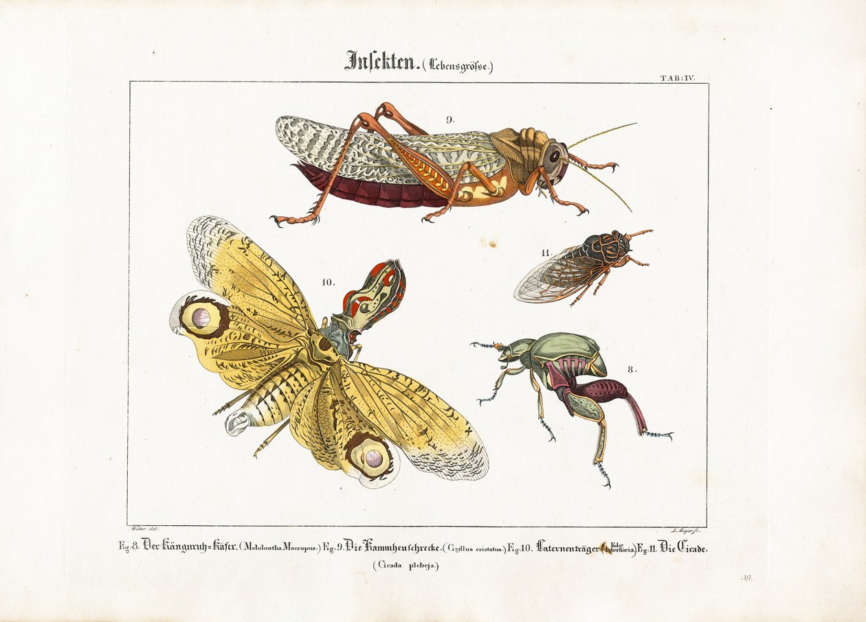 Various Insects in Life Size by Ludwig Meyer
