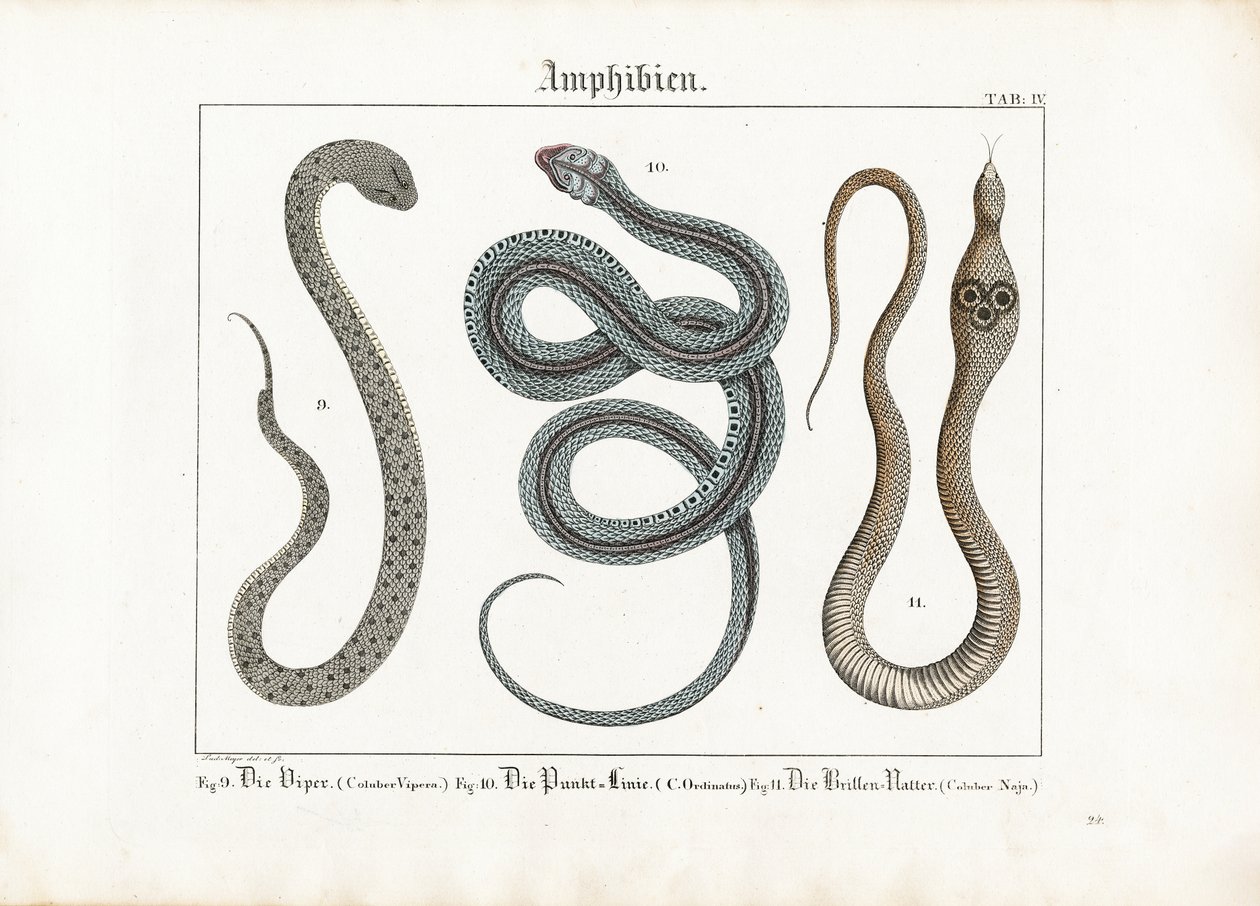 Venomous Snakes: Viper, Garter Snake and Cobra by Ludwig Meyer