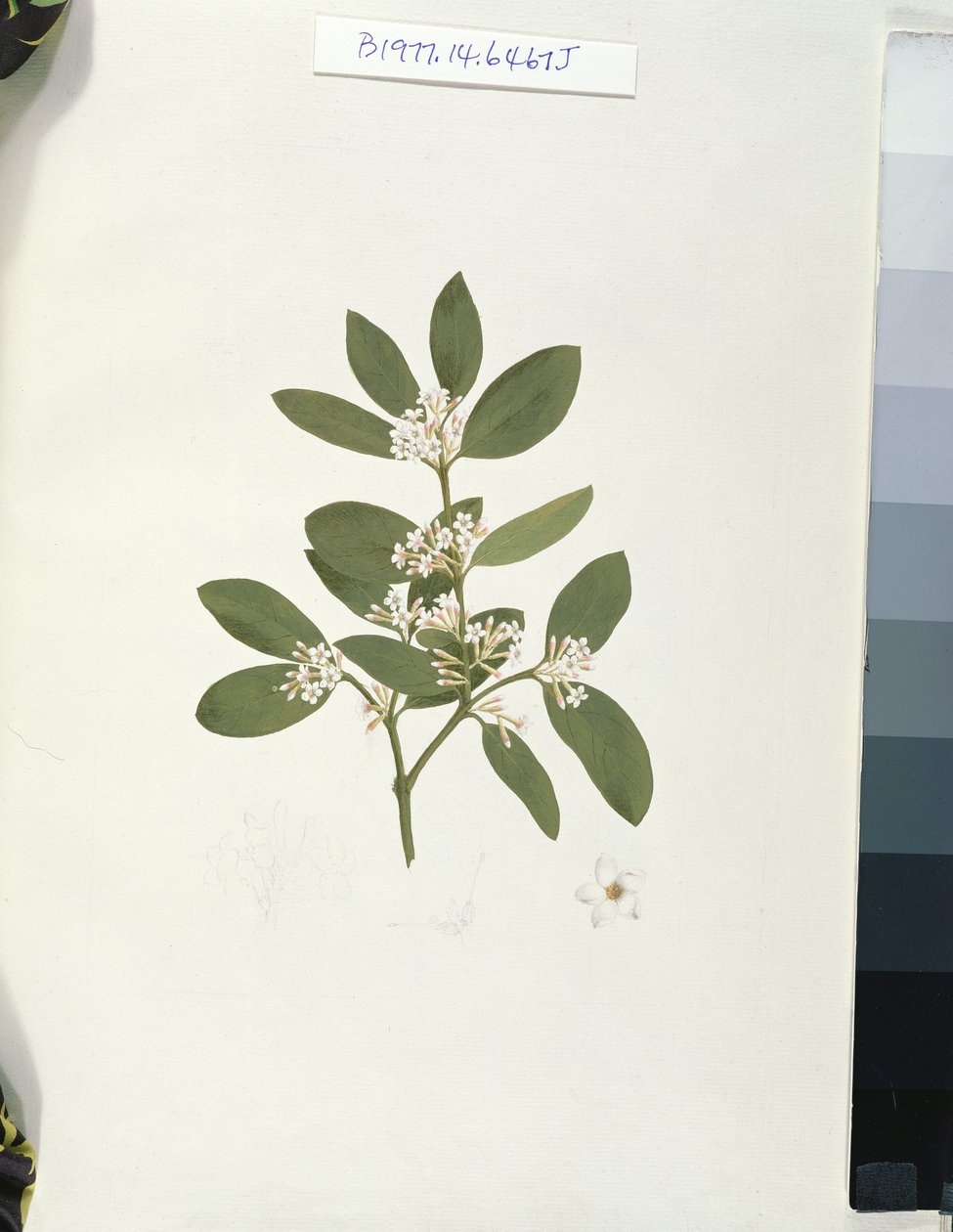Botanical drawing, illustration from Forty-one Botanical drawings with Notes by Luigi Balugani