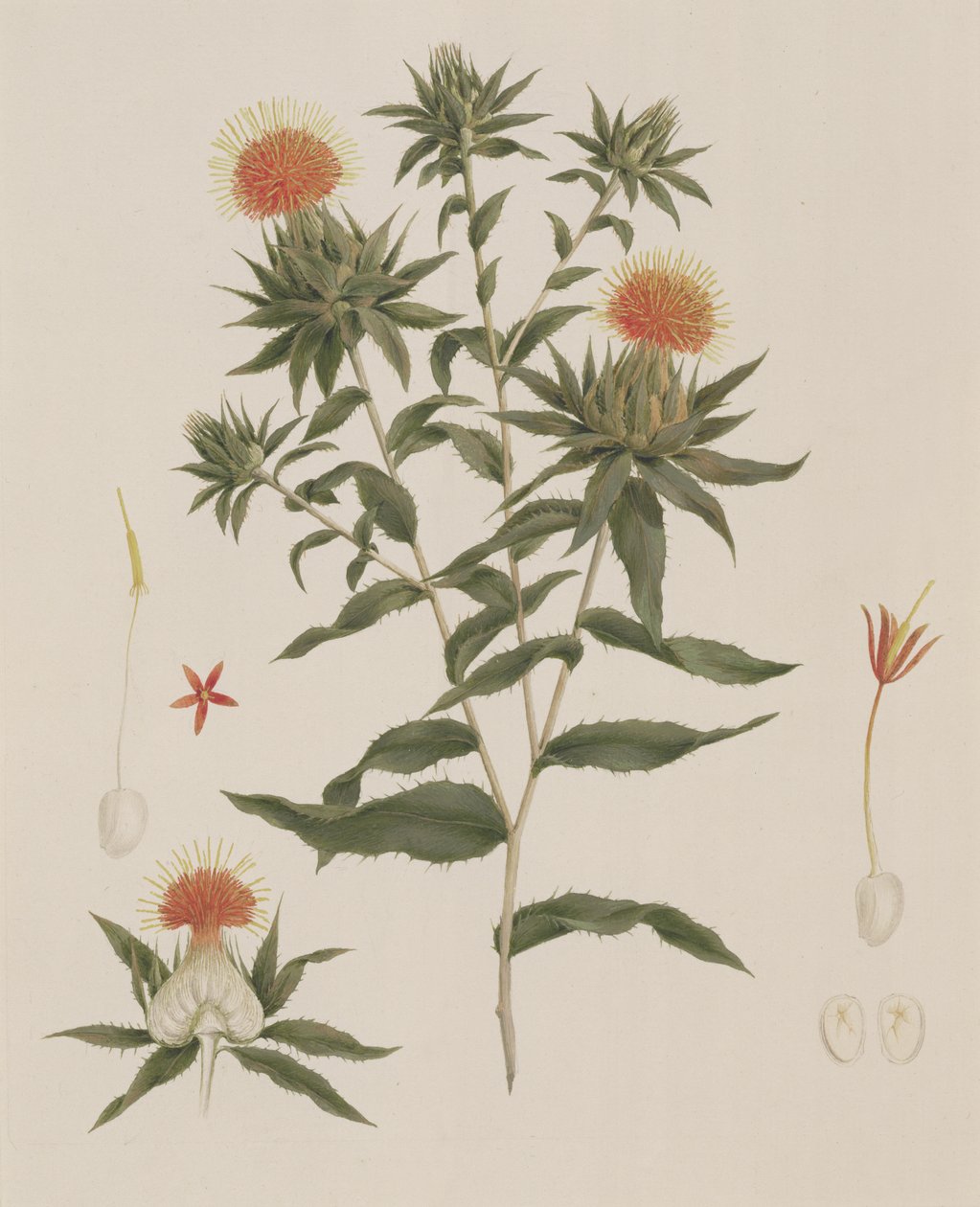 Sussa (Leaves, Flowers and Details) by Luigi Balugani