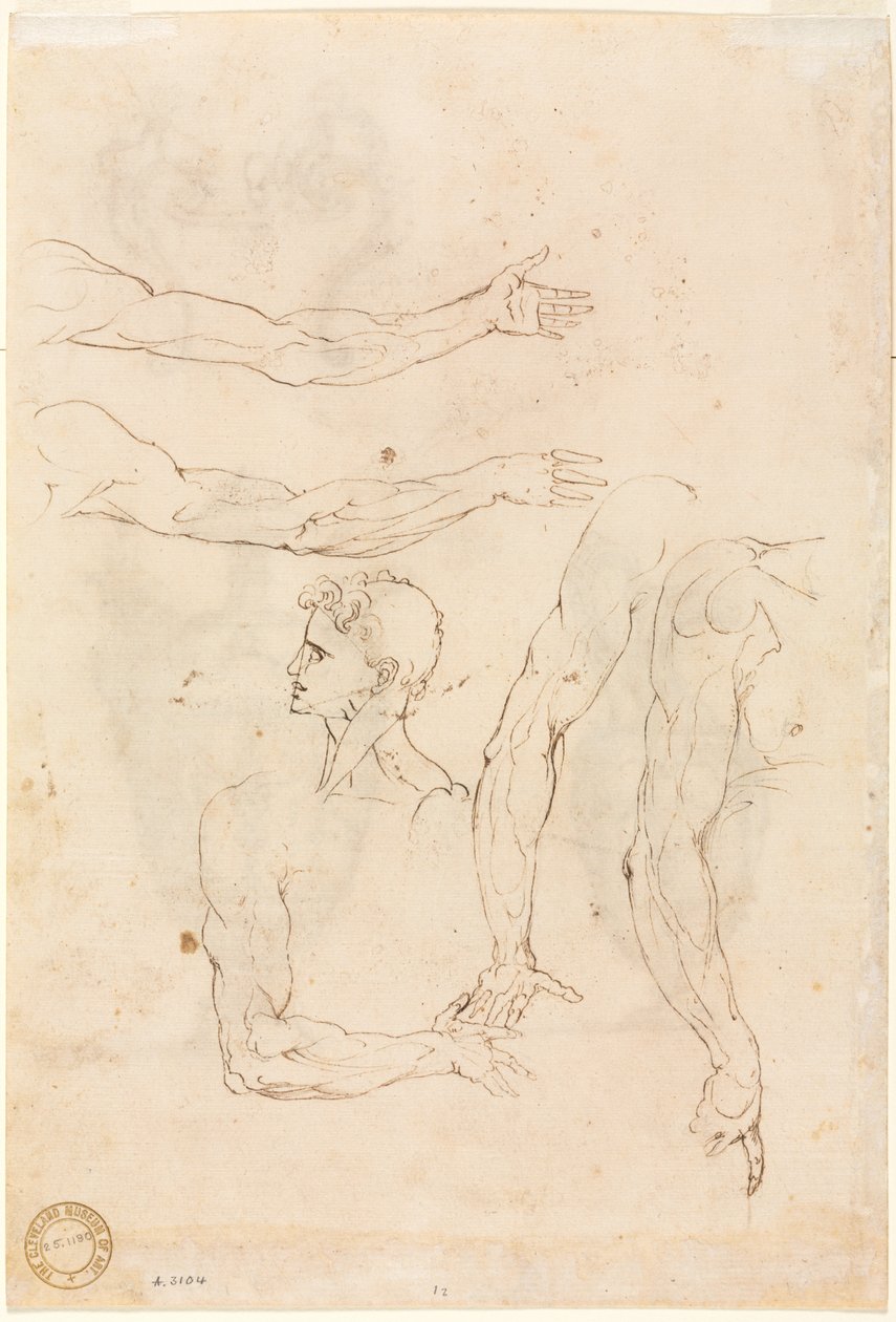 Sketches of Five Arms and a Head (verso) by Luzio Romano