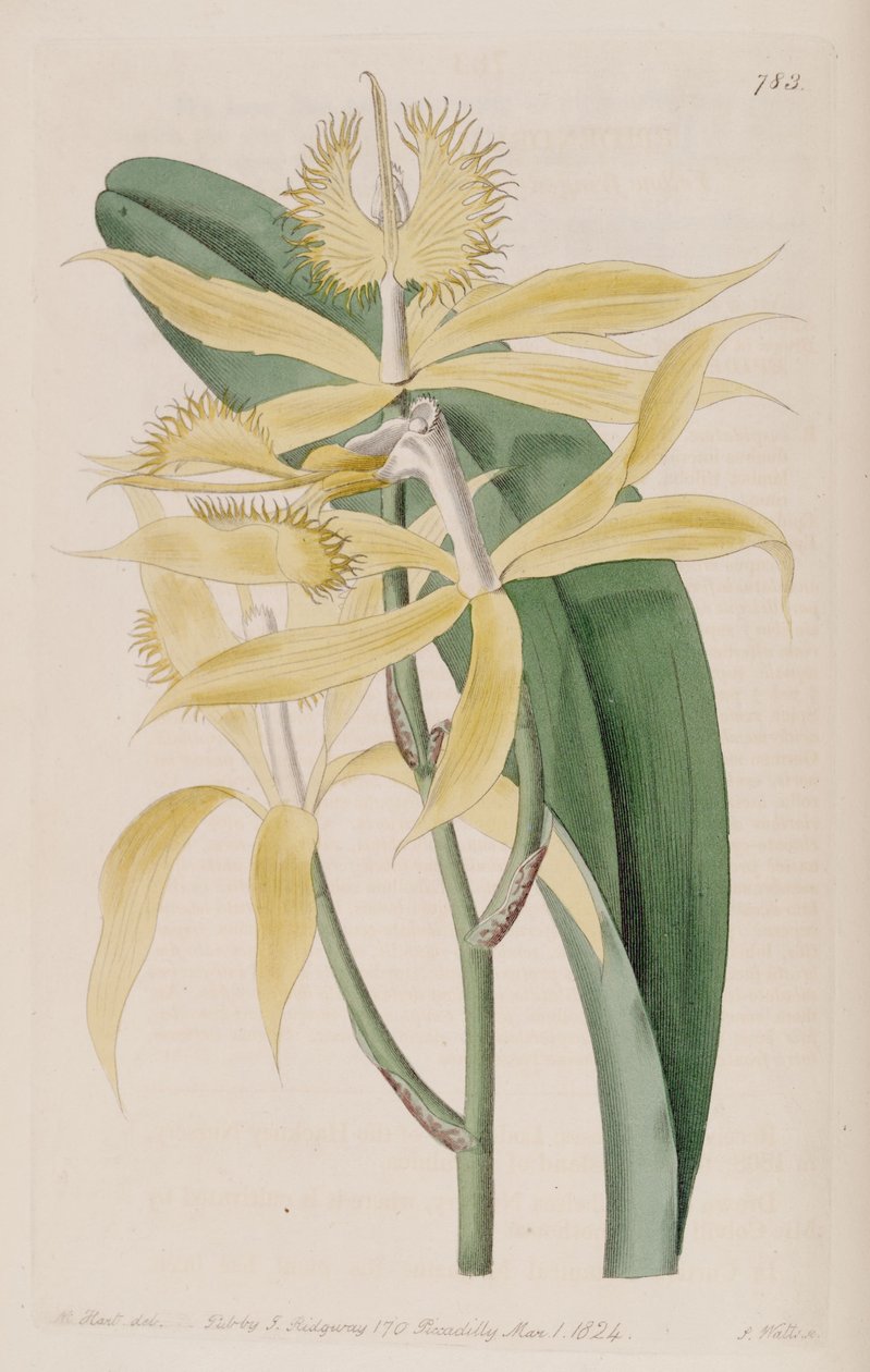 Illustration of Epidendrum Ciliare (as syn. Epidendrum Cuspidatum) by M. Hart