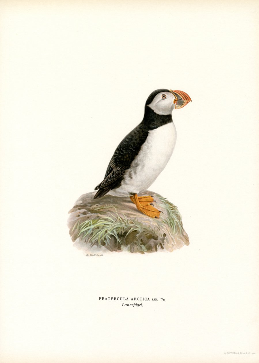 Atlantic Puffin by Magnus Ferdinand and Wilhelm von Wright