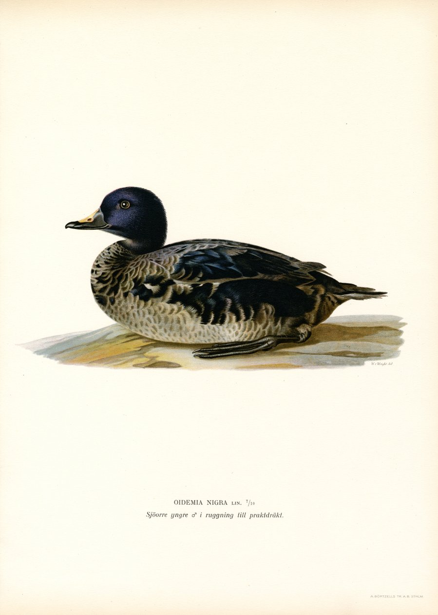 Black Scoter by Magnus Ferdinand and Wilhelm von Wright