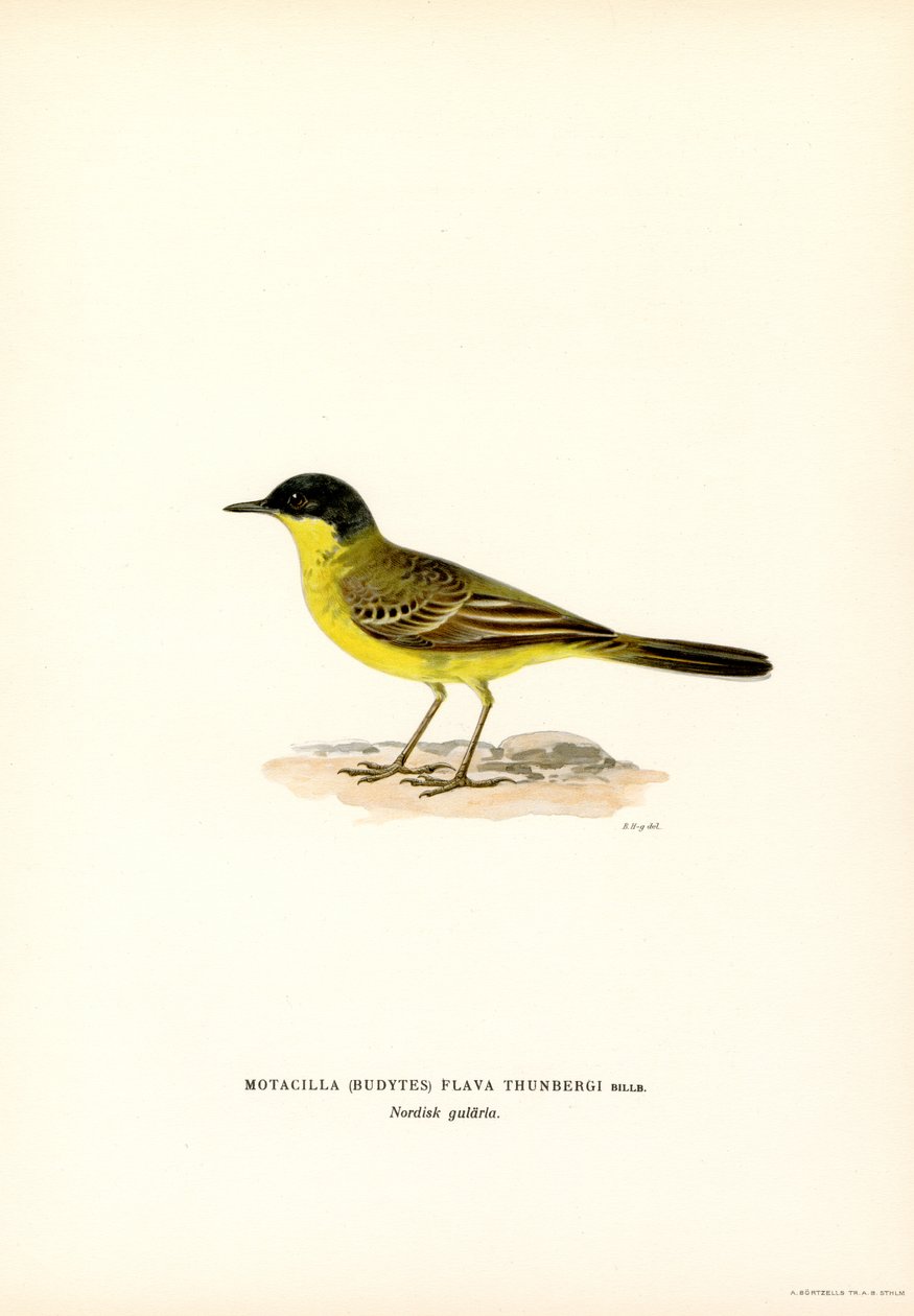 Grey-headed Wagtail by Magnus Ferdinand and Wilhelm von Wright