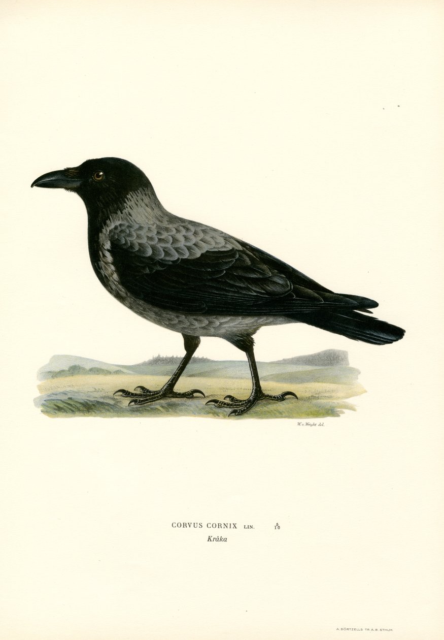Hooded Crow by Magnus Ferdinand and Wilhelm von Wright