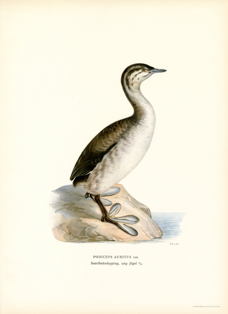Horned Grebe by Magnus Ferdinand and Wilhelm von Wright