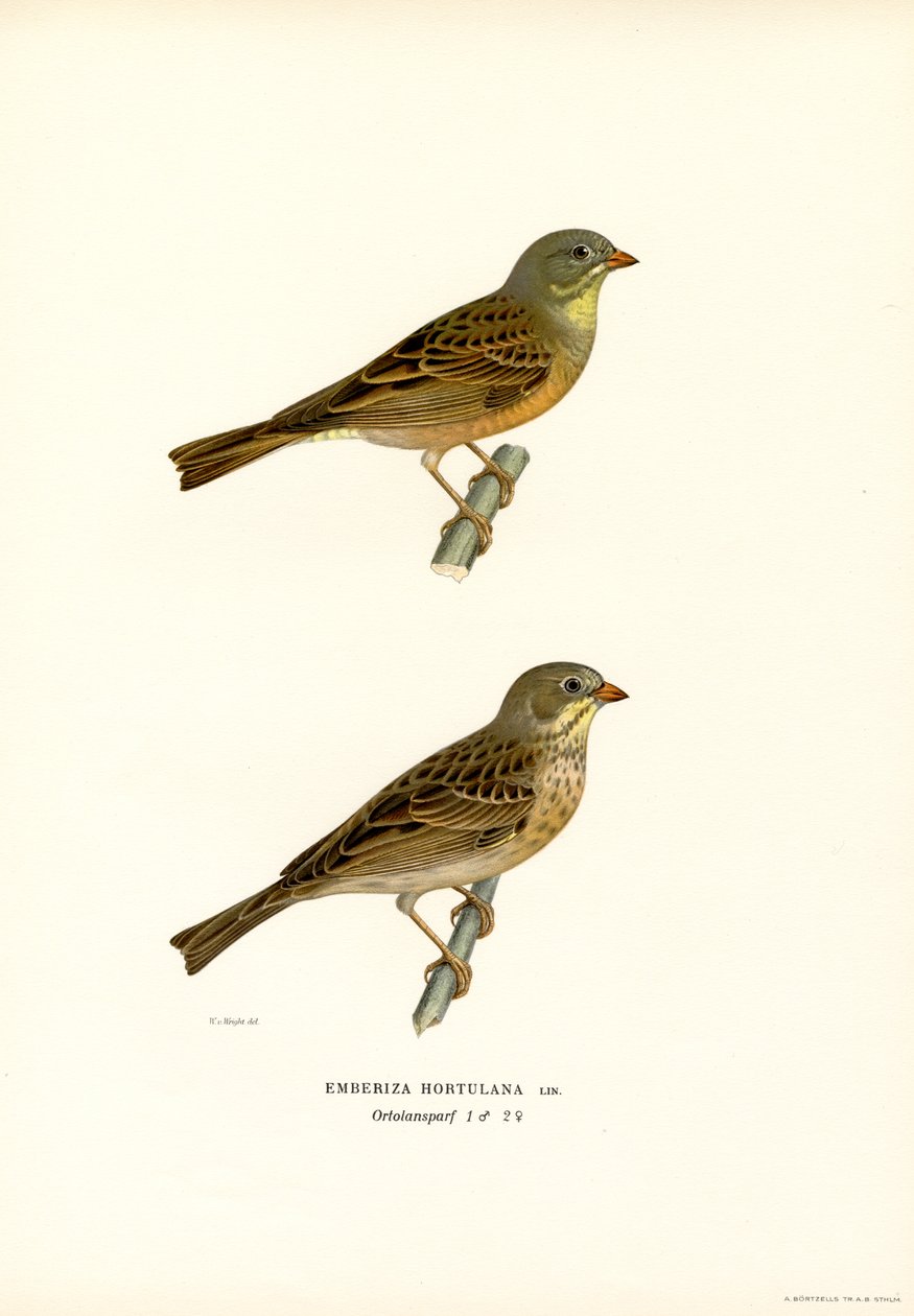 Ortolan Bunting by Magnus Ferdinand and Wilhelm von Wright