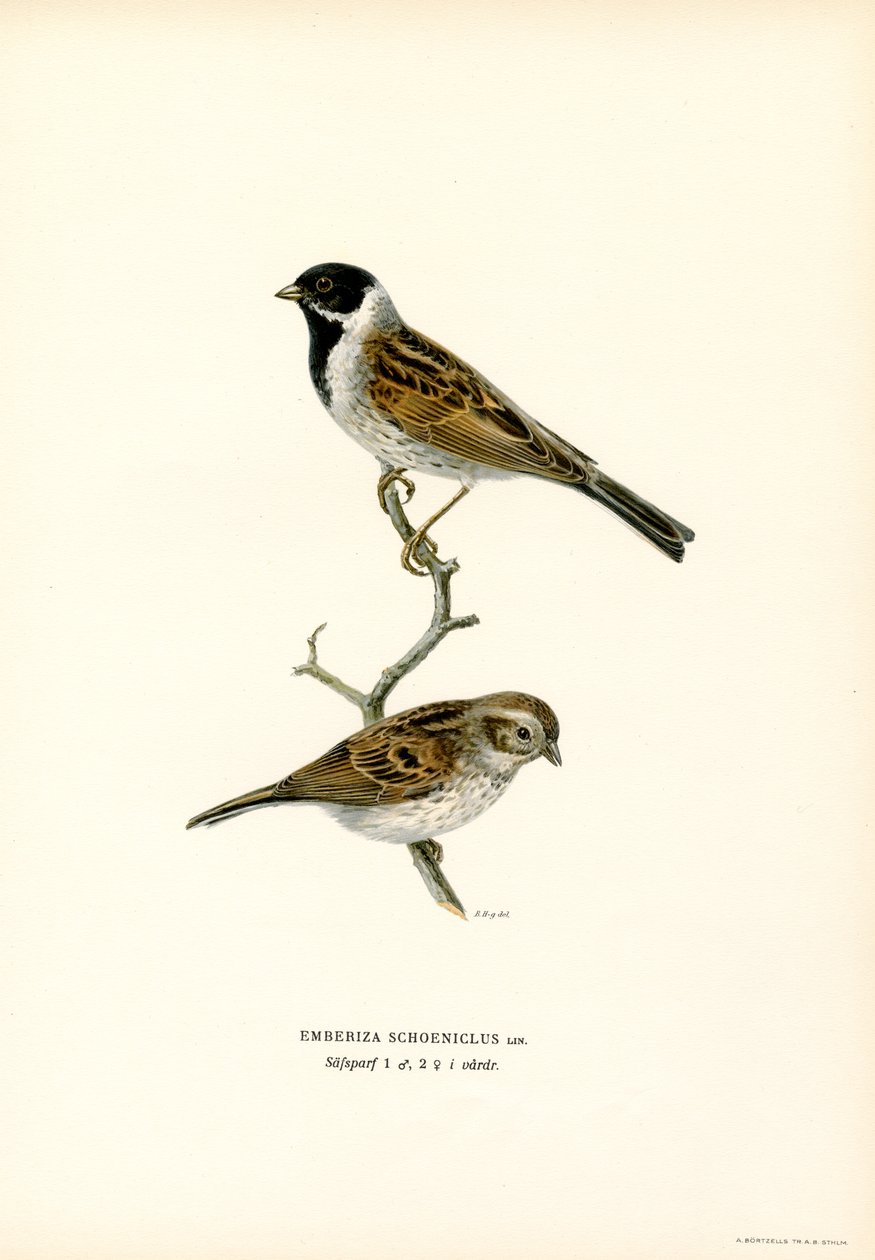 Reed Bunting by Magnus Ferdinand and Wilhelm von Wright