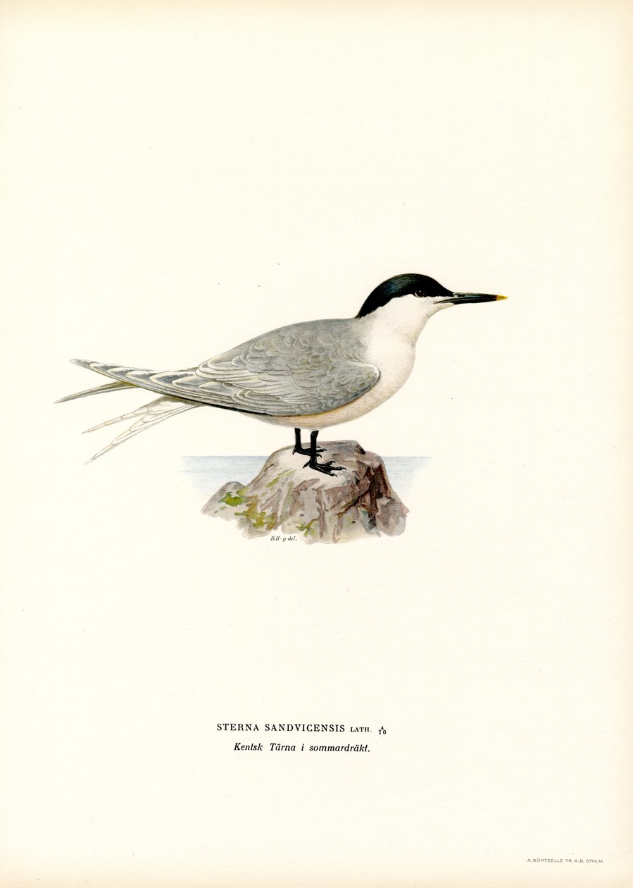 Sandwich Tern by Magnus Ferdinand and Wilhelm von Wright