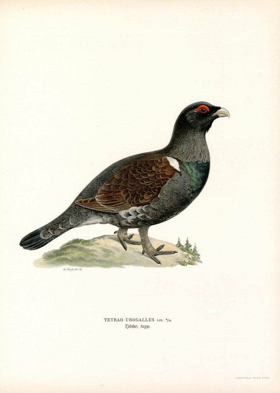 Western Capercaillie by Magnus Ferdinand and Wilhelm von Wright