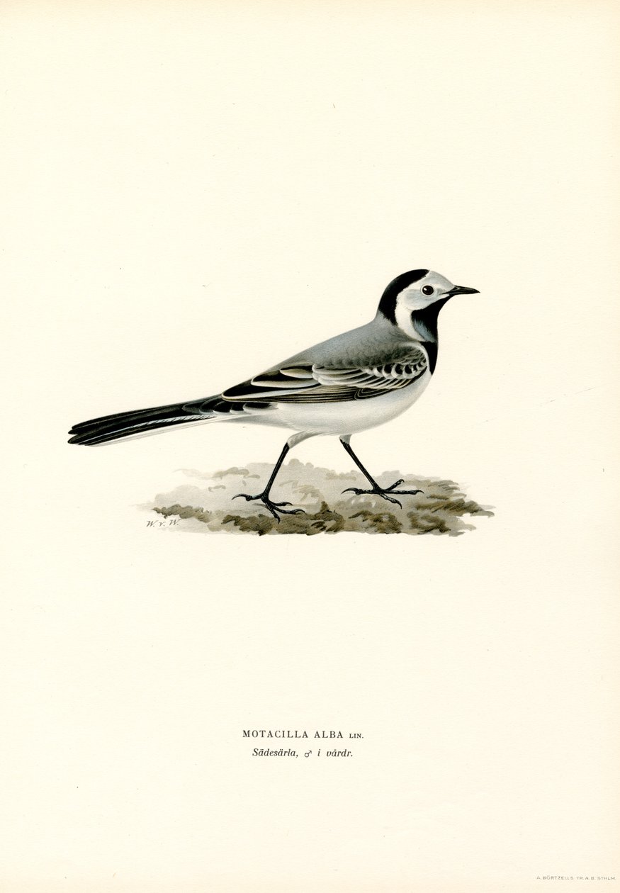 White Wagtail by Magnus Ferdinand and Wilhelm von Wright