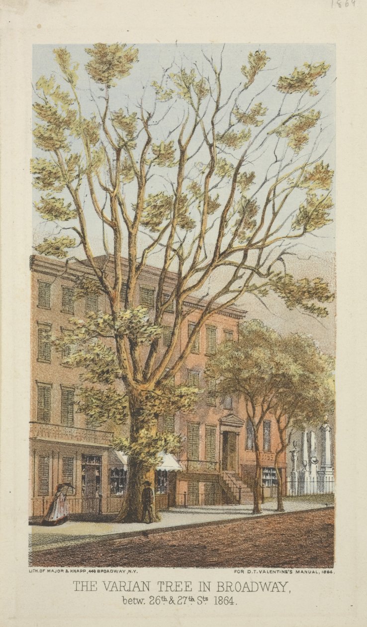 The Varian Tree in Broadway, between 26th & 27th Streets, 1864