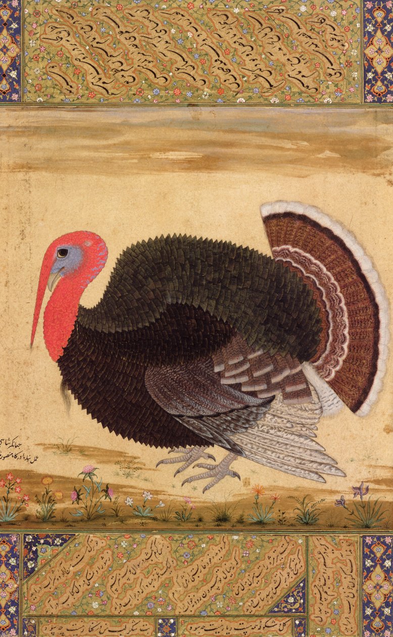 A Turkey-Cock, Brought to Jahangir from Goa in 1612, from the Wantage Album, Mughal by Mansur
