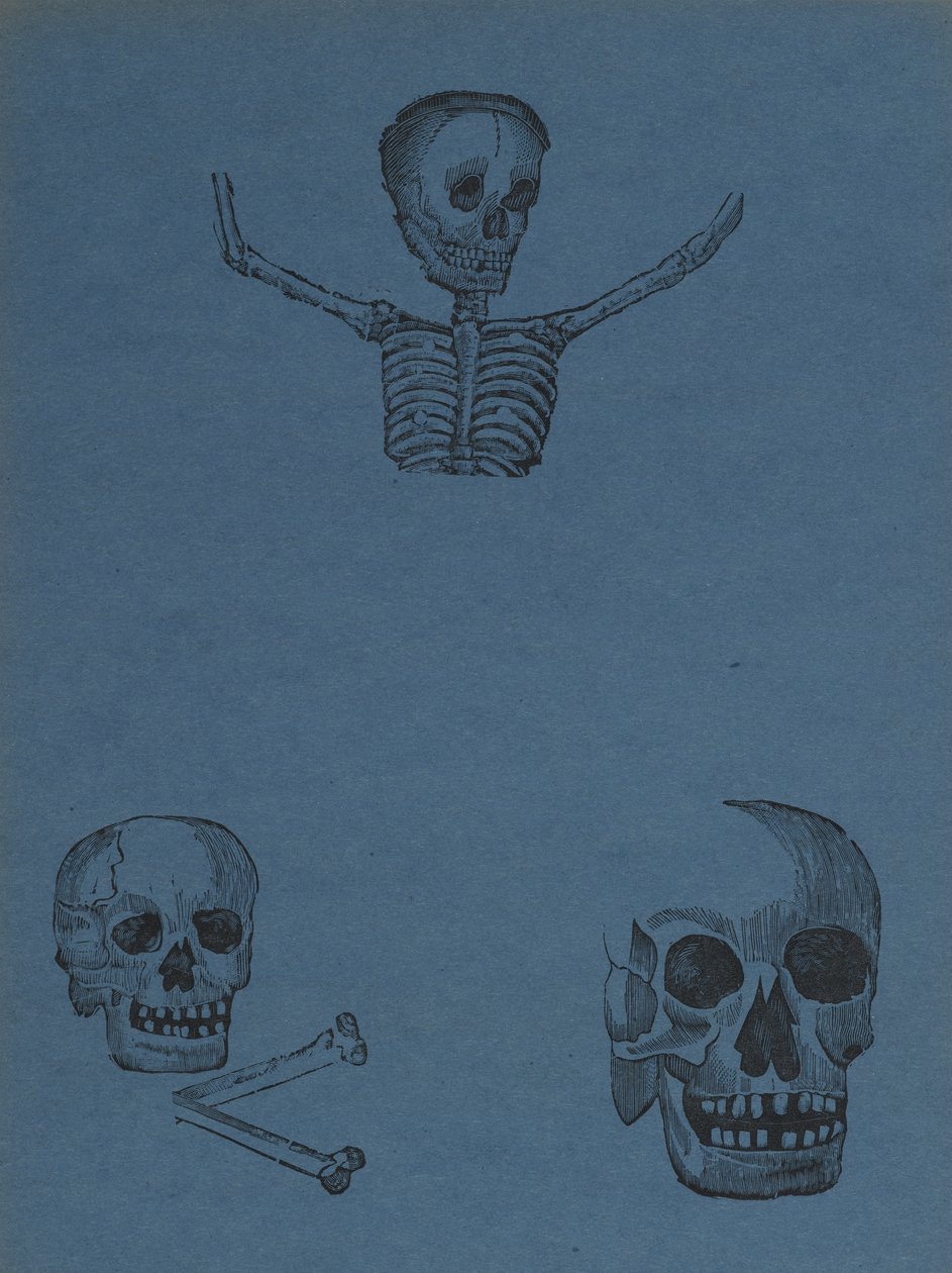 Studies of skulls and skeletons, from 330 Grabados Originales by Manuel Manilla