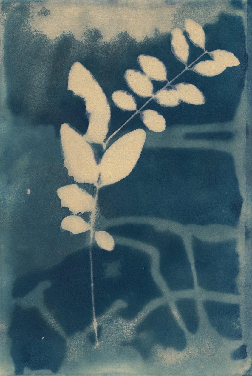Cyanotype, 2023 by Marco Campedelli