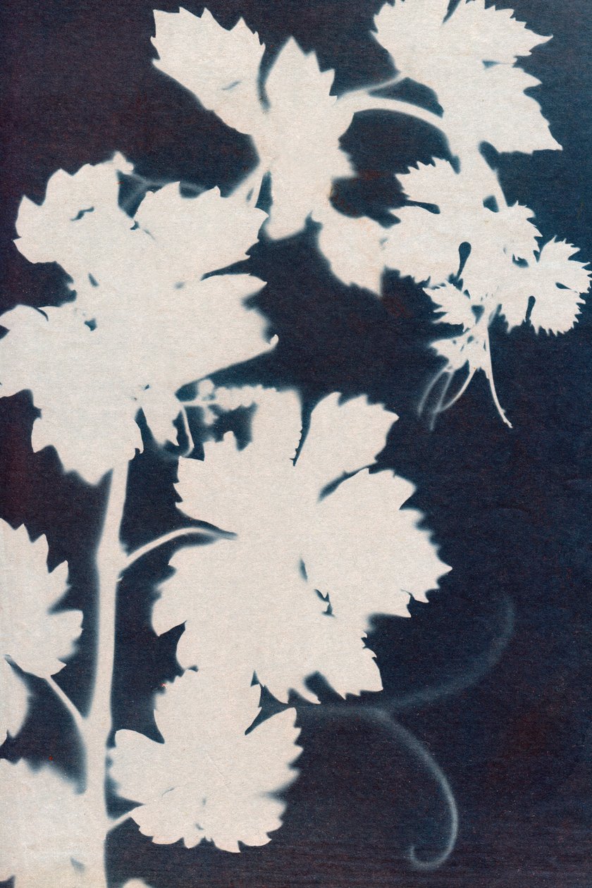 Grape leaves by Marco Campedelli