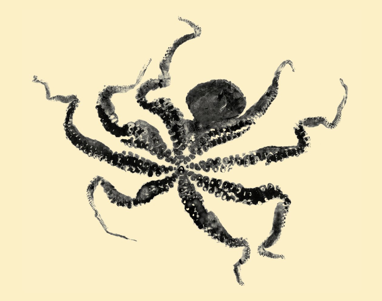 Octopus by Marco Campedelli