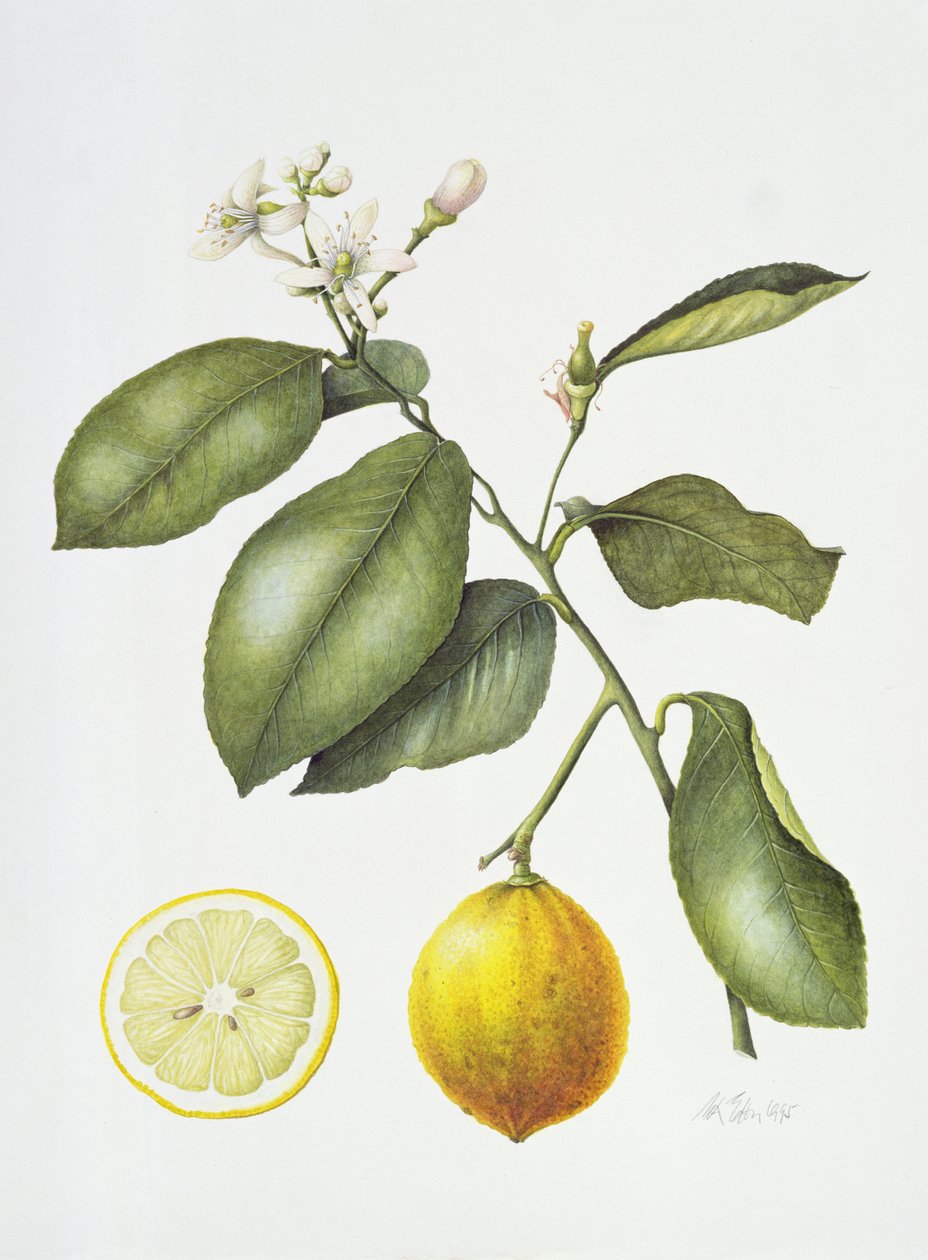 Citrus Bergamot by Margaret Ann Eden