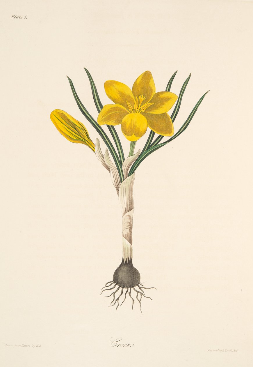 Common Yellow Crocus, from Floral Illustrations of the Seasons, pub. 1829 by Margaret Roscoe