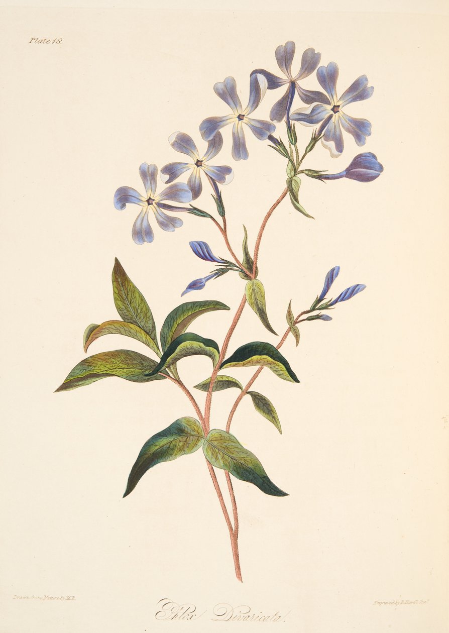 Early Flowering Lychnidea, from Floral Illustrations of the Seasons, pub. 1829 by Margaret Roscoe