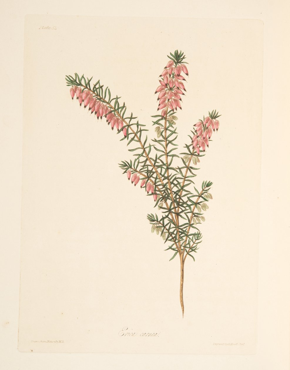 Flesh-coloured, early flowing Heath, from Floral Illustrations of the Seasons, pub. 1829 by Margaret Roscoe