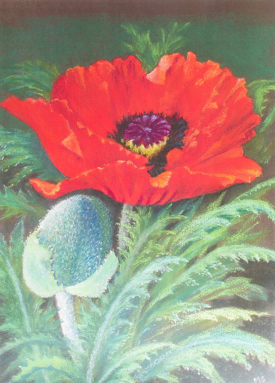 Poppies by Margo Starkey