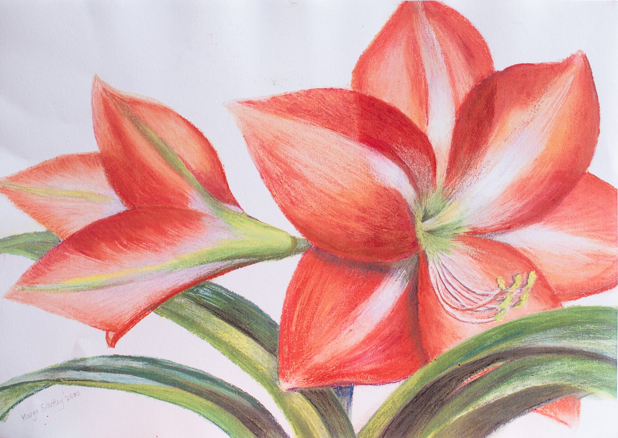 Variegated Lily by Margo Starkey
