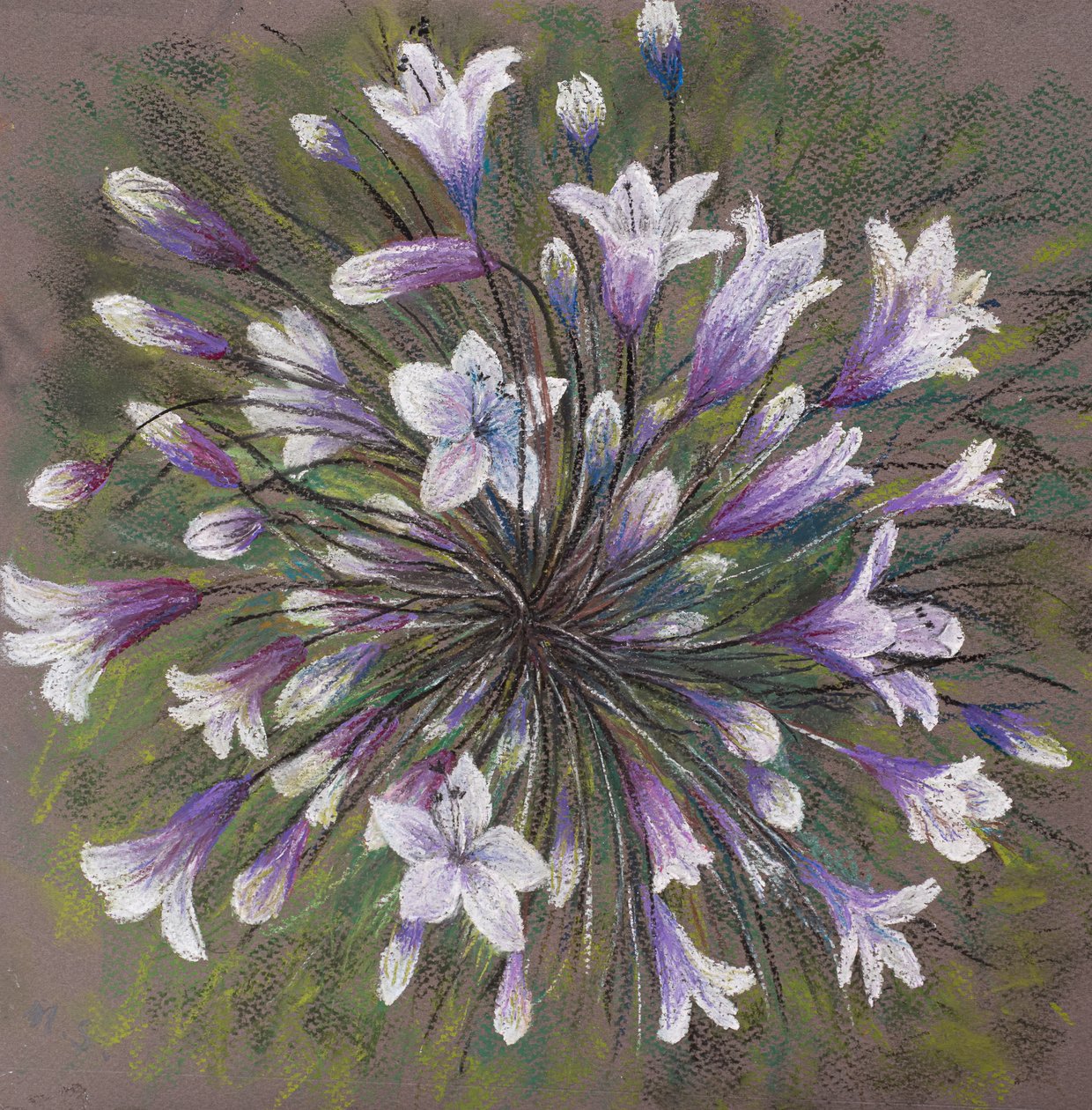 Allium family by Margo Starkey