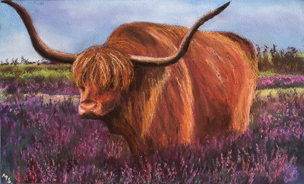 Highland Bull in Scottish Heather, 2018 by Margo Starkey