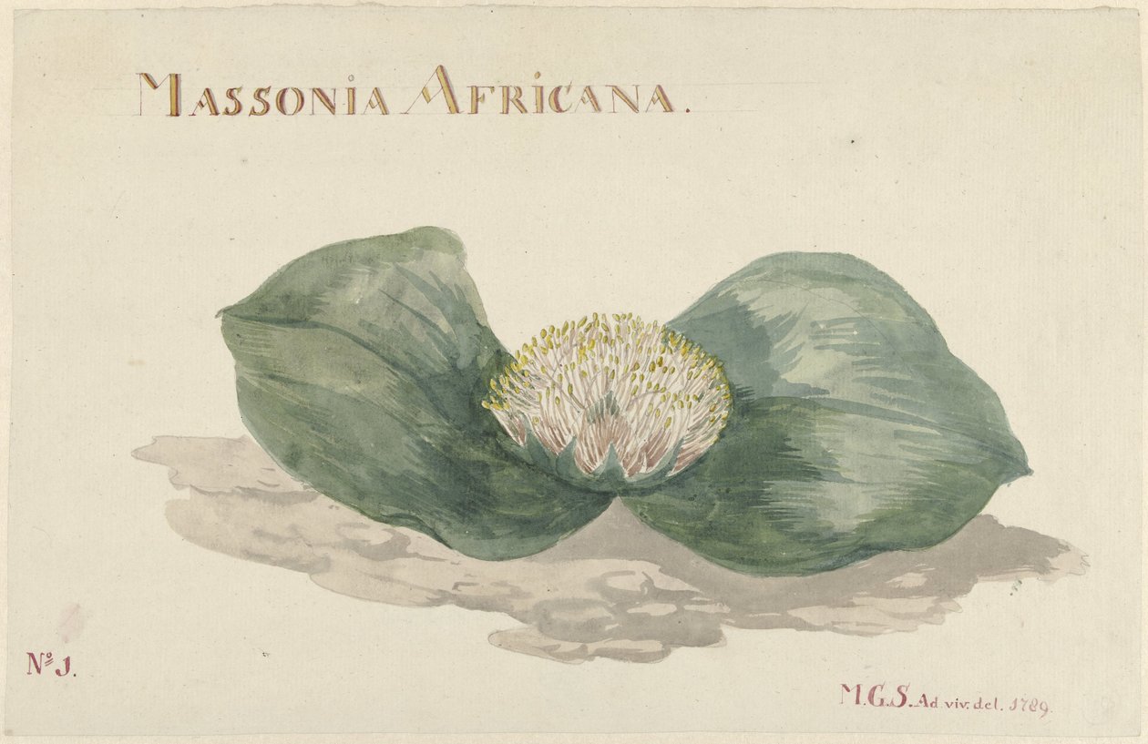 Flower Massonia Africana by Maria Geertruida Barbiers Snabilié