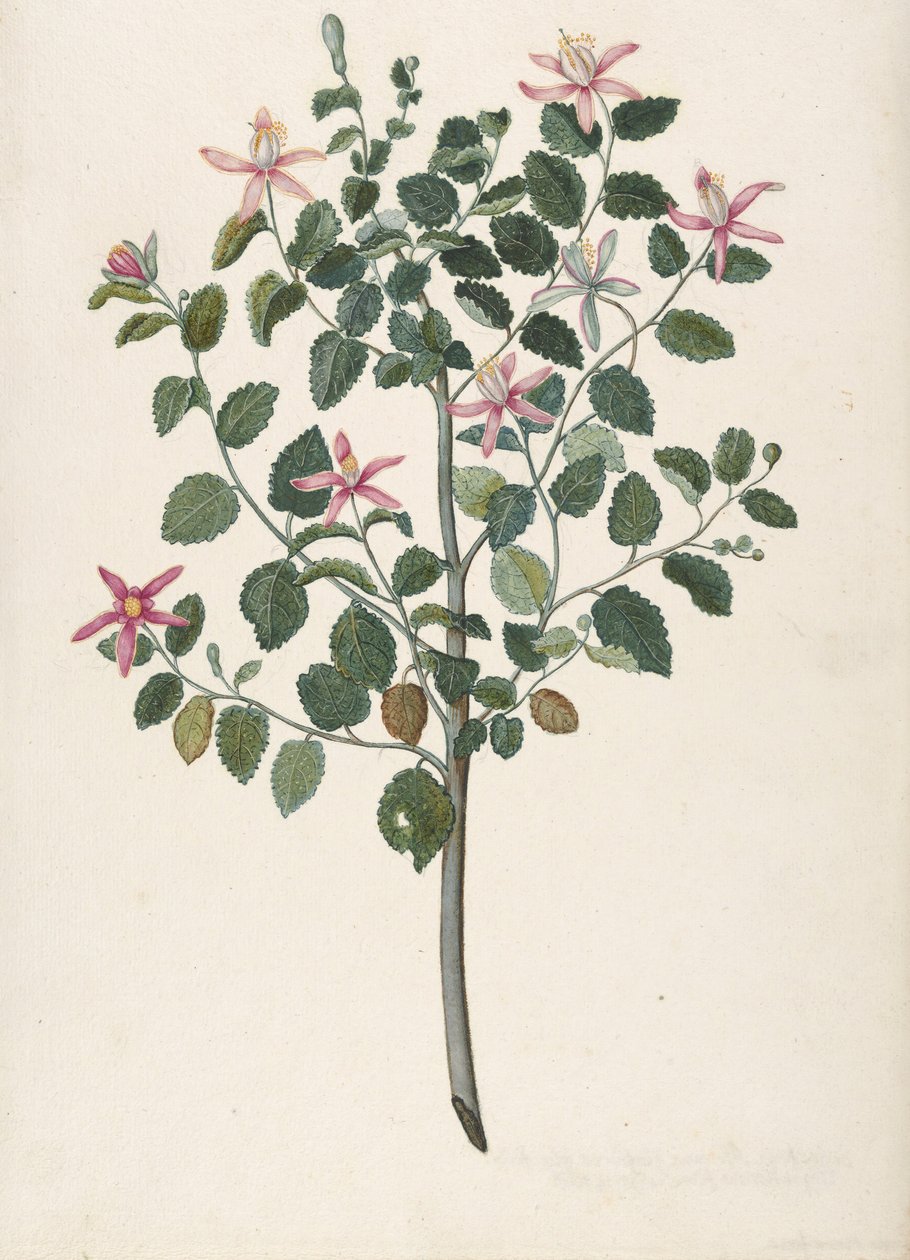 Study of a Plant with Red-Purple Flowers Sebastiana Africana Purpurea, 1695 by Maria Monninckx