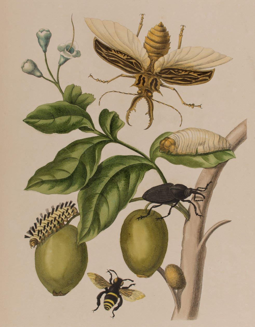 Illustration from 