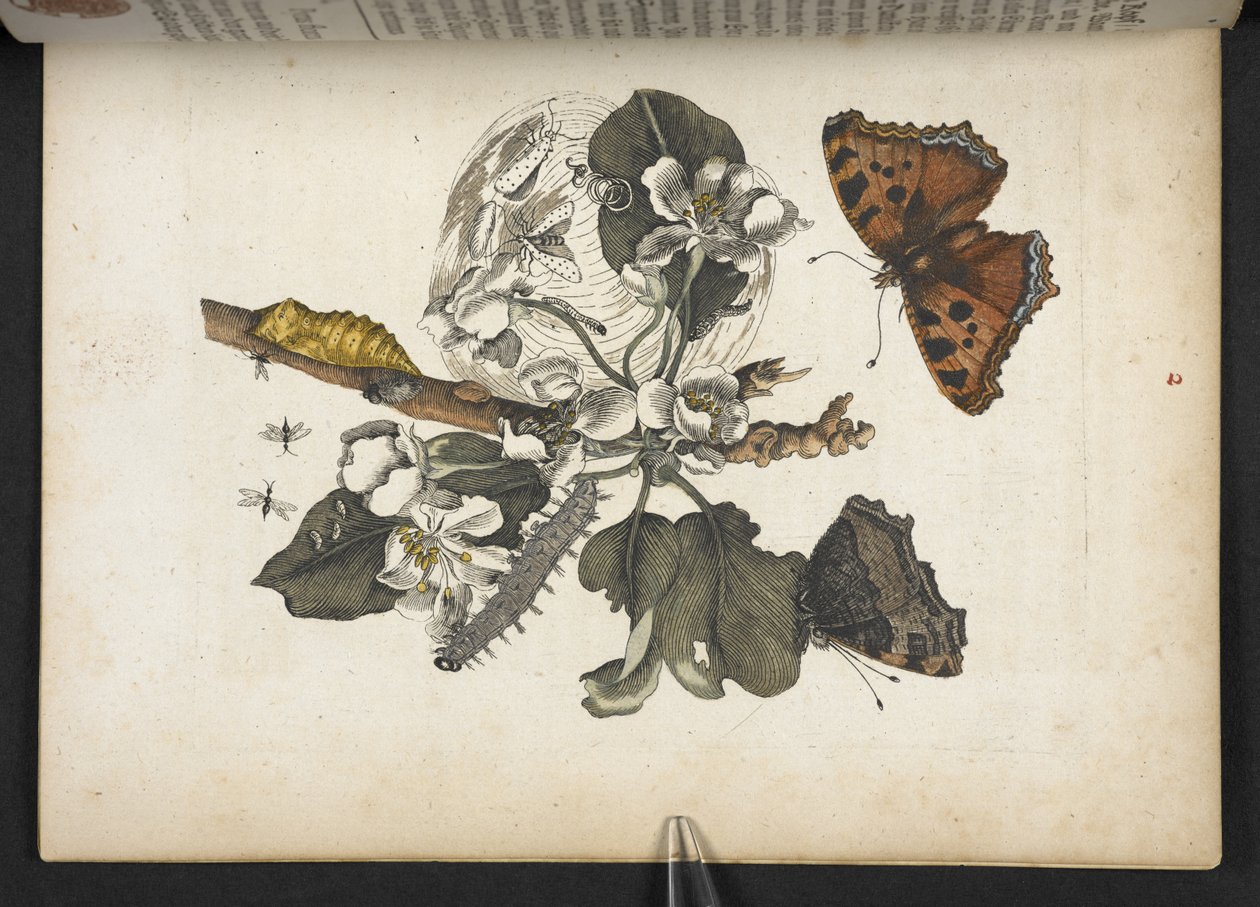 Butterflies, caterpillars and cocoon, from 