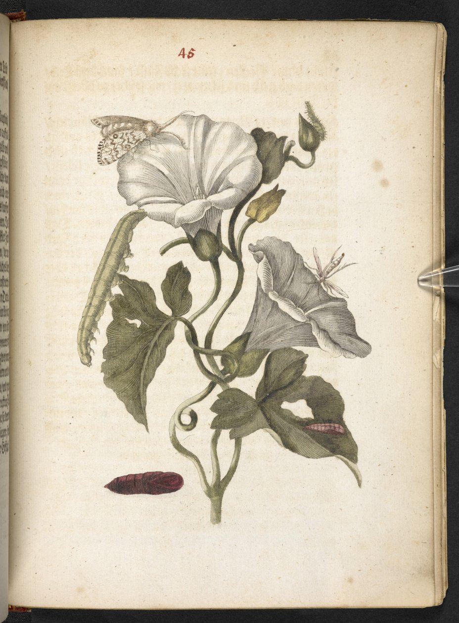 The Wonderful Transformation and Strange Flower-Food of Caterpillars by Maria Sibylla Merian