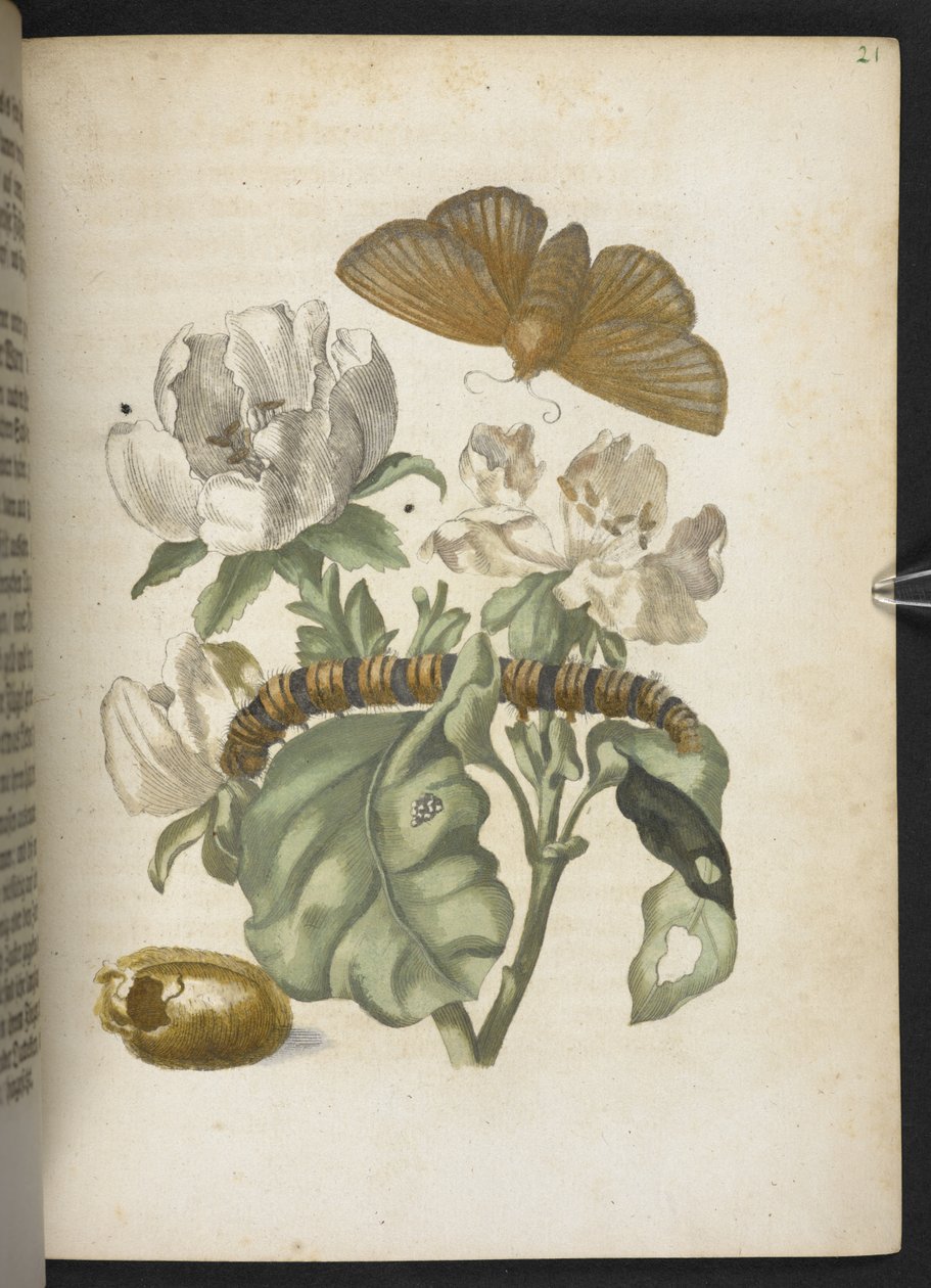 The Wonderful Transformation and Strange Flower-Food of Caterpillars by Maria Sibylla Merian