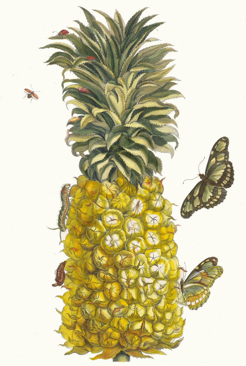 Pineapple. From the Book Metamorphosis insectorum Surinamensium, 1705 by Maria Sibylla Merian