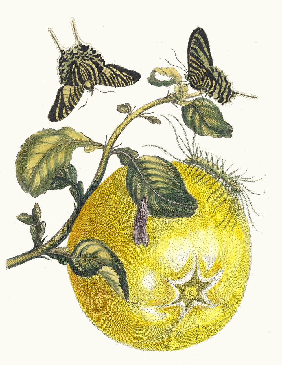 Pompelmous. From the Book Metamorphosis Insectorum Surinamensium, 1705 by Maria Sibylla Merian