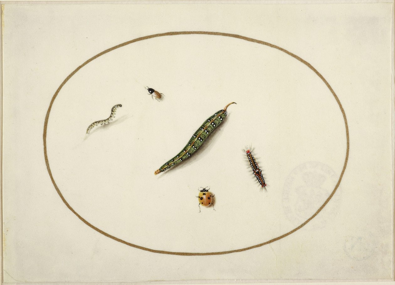 Caterpillars and Insects, in an Oval Frame, Finely Executed in Miniature with a Golden Line by Maria Sibylla Merian