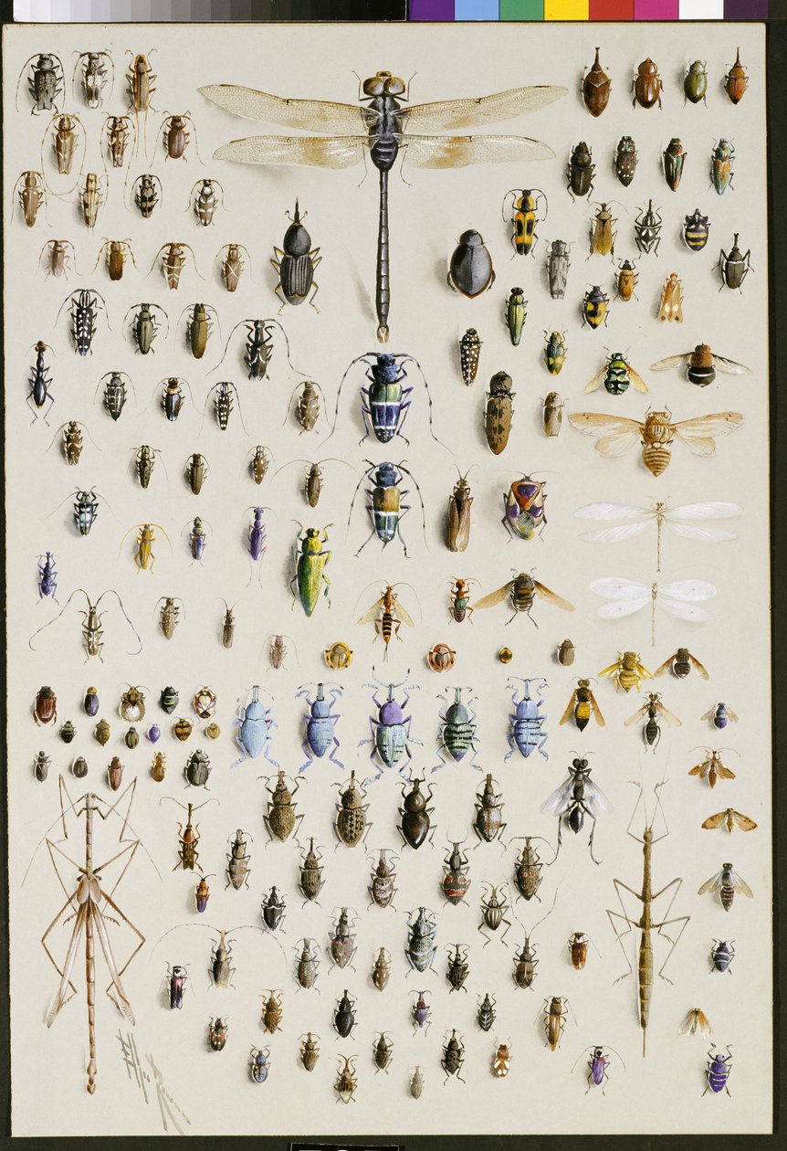 One hundred and fifty insects, dominated at the top by a large dragonfly by Marian Ellis Rowan