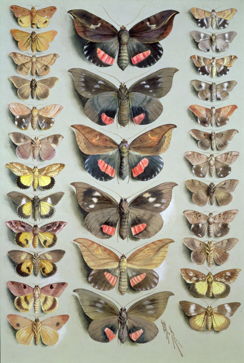 Papuan Moths by Marian Ellis Rowan