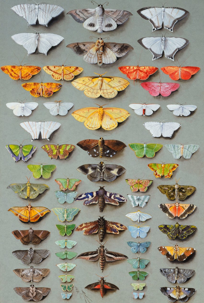 Sixty-three Moths, arranged in three or five irregular columns by Marian Ellis Rowan
