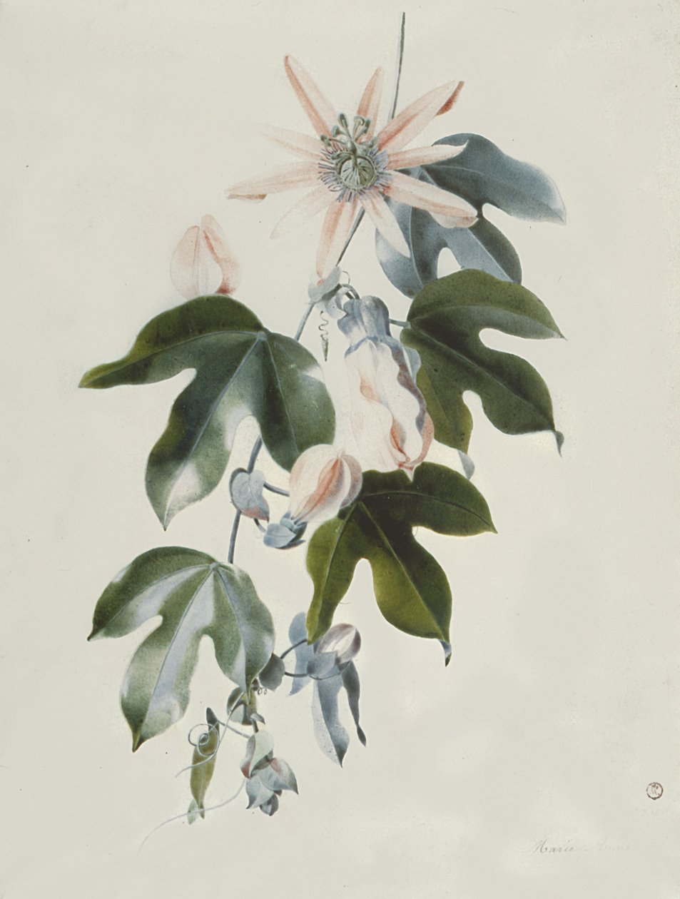 Clematis by Marie Anne