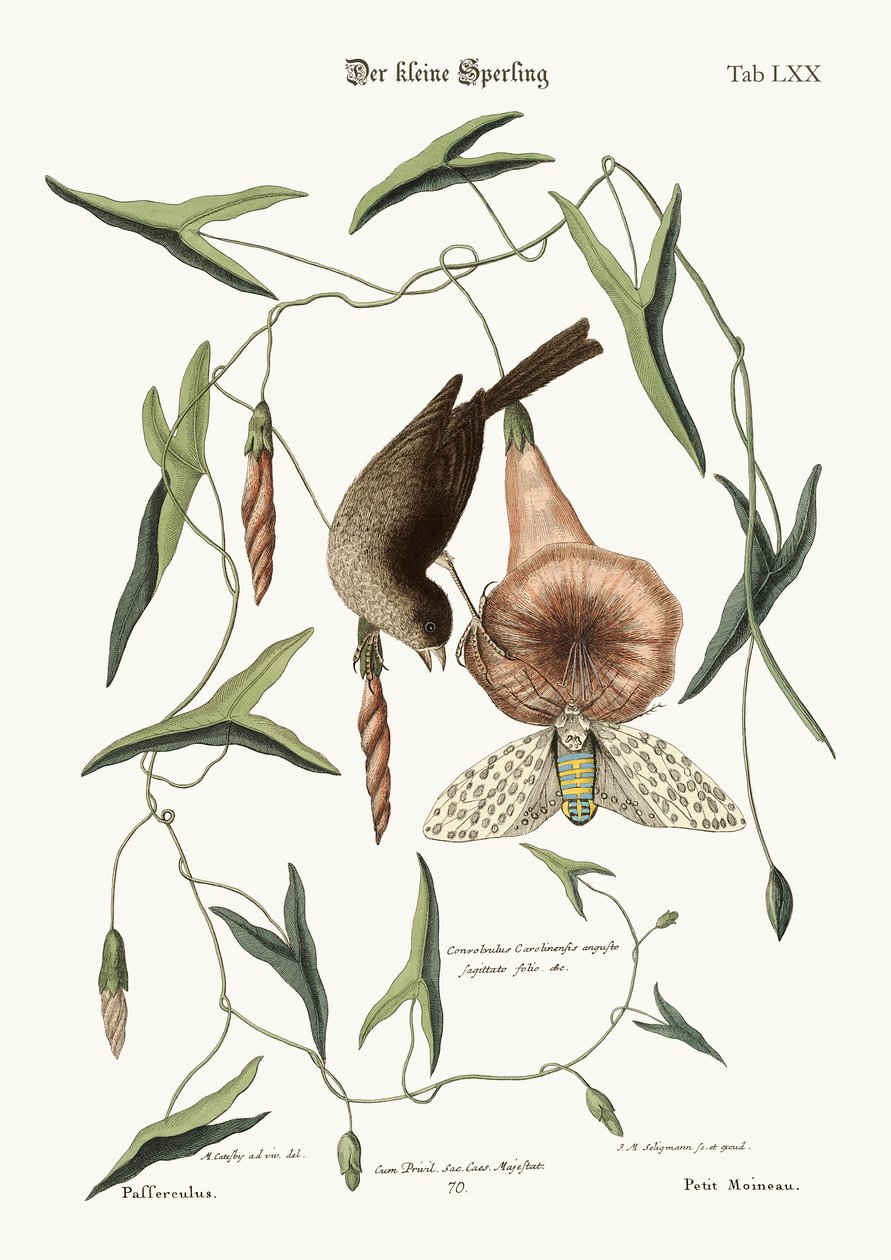 The Little Sparrow, 1749-73 by Mark Catesby