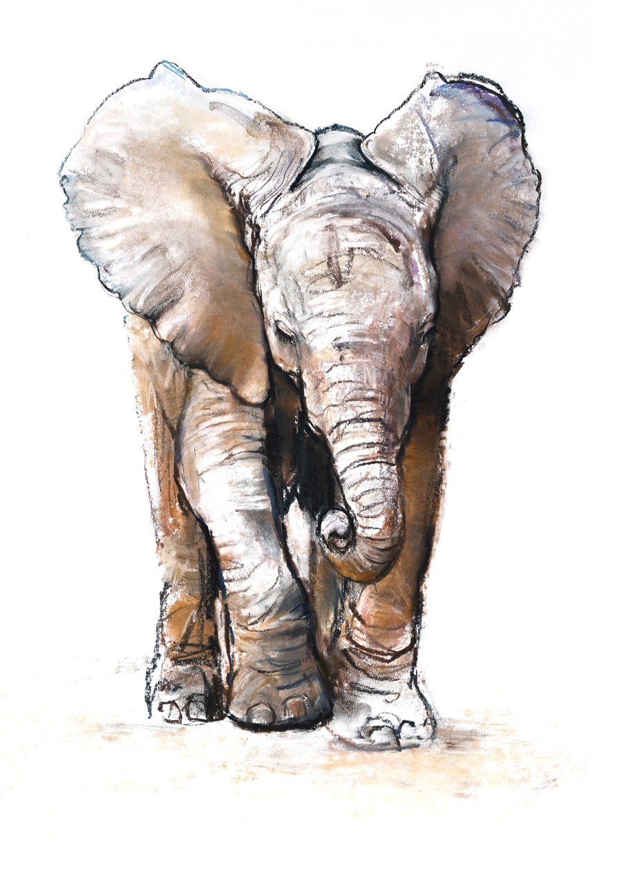 Concentration (Baby Elephant), 2018 by Mark Adlington