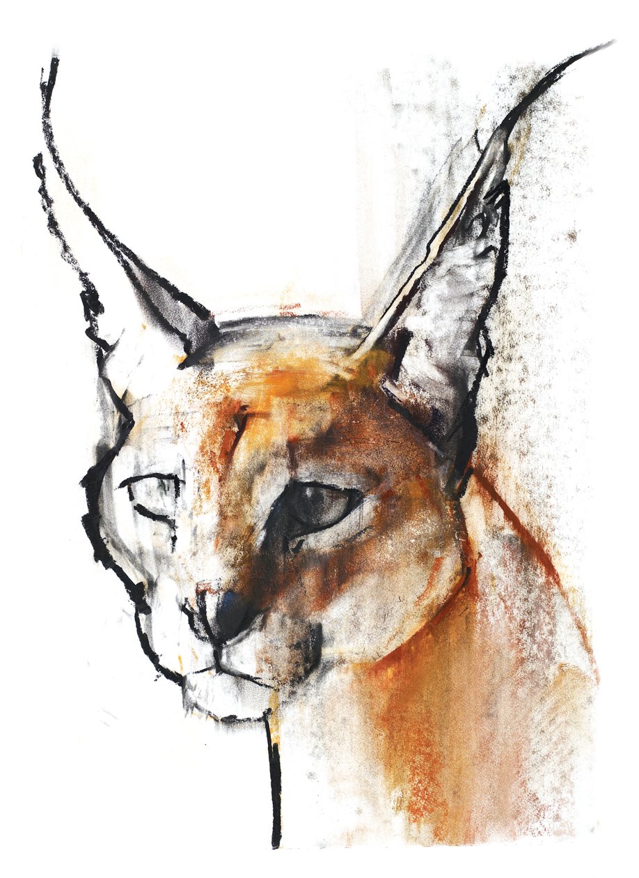 Feline (Arabian Caracal), 2009 by Mark Adlington