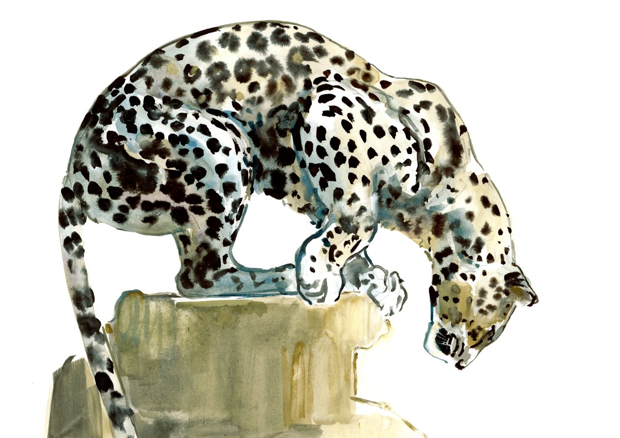 Spine (Arabian Leopard) by Mark Adlington