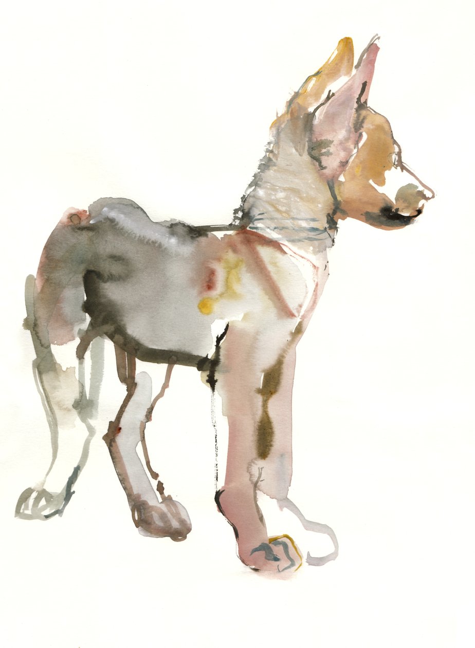 Waggle (Arabian Wolf Pup) by Mark Adlington