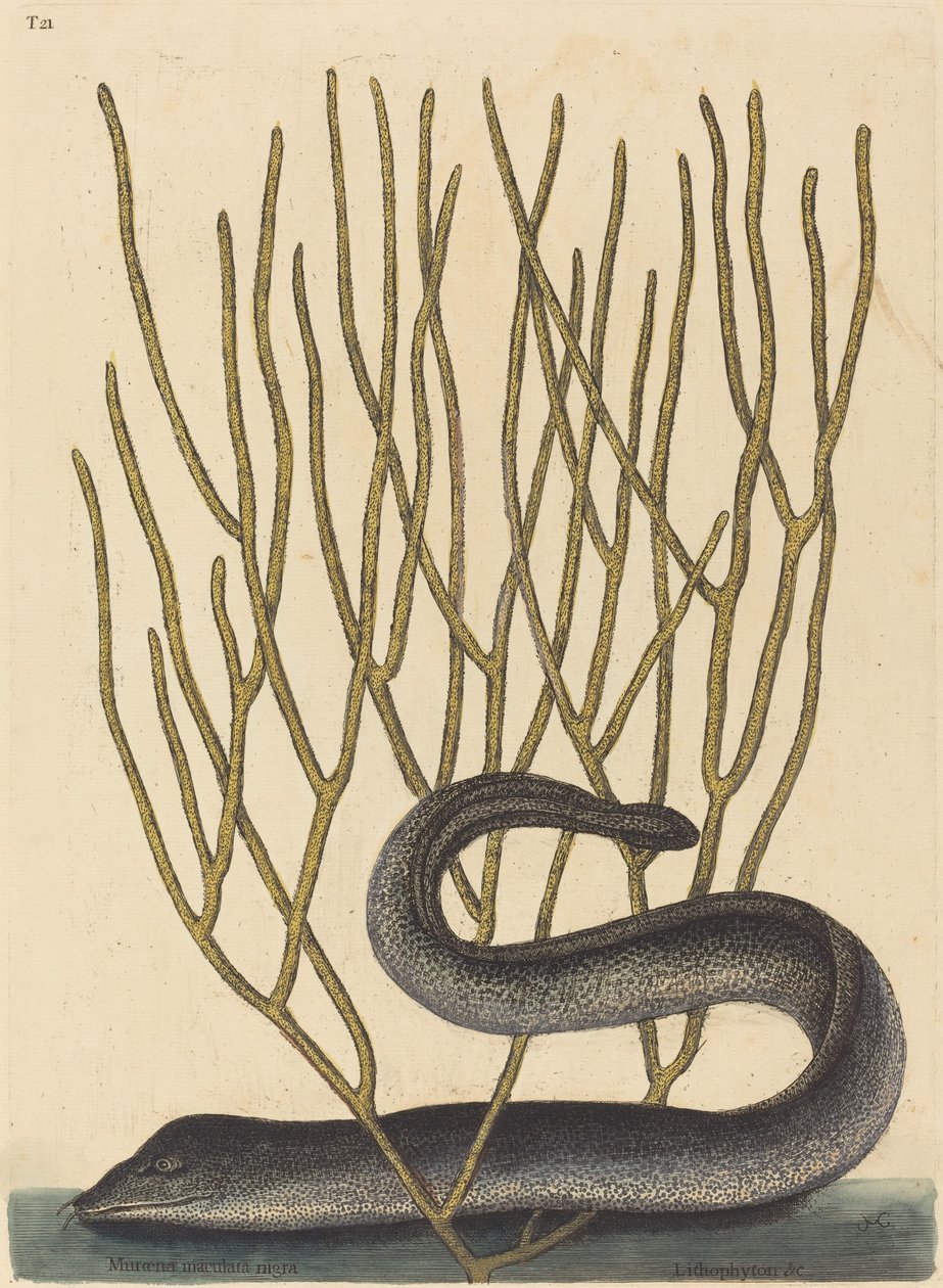 The Black Muray (Muraenae helenae varietas) by Mark Catesby